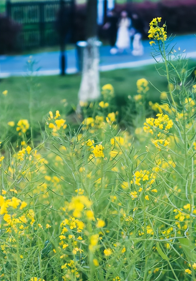 关于春天的短诗歌有哪些（春天的小诗歌简短）