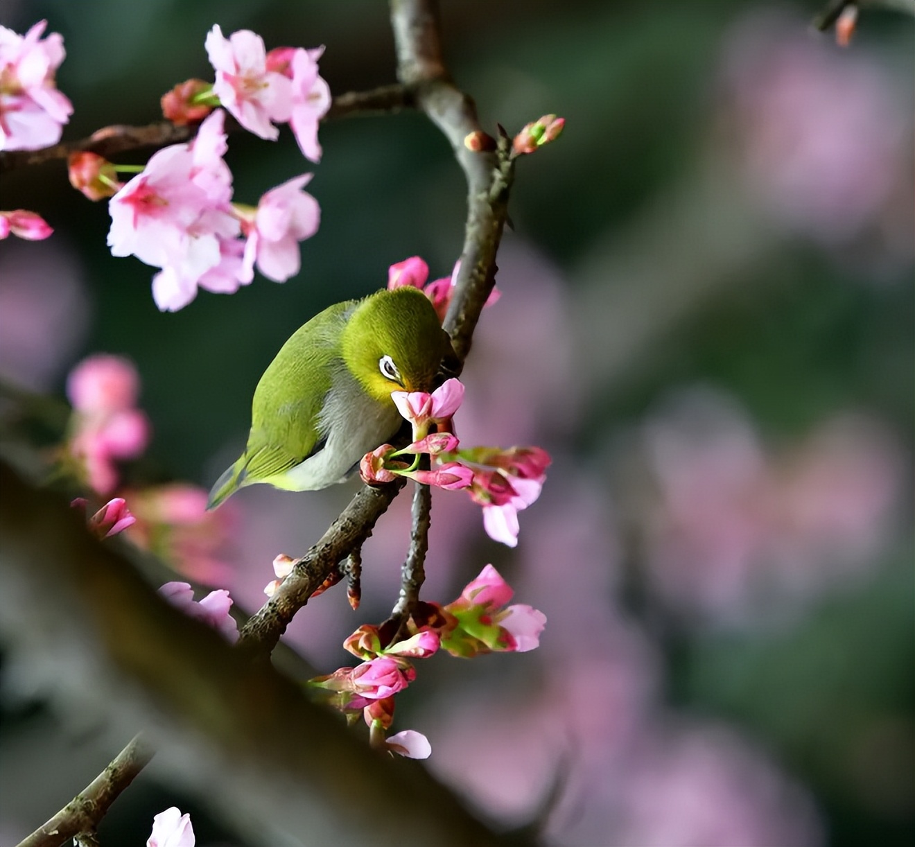 关于春天的短诗歌有哪些（春天的小诗歌简短）
