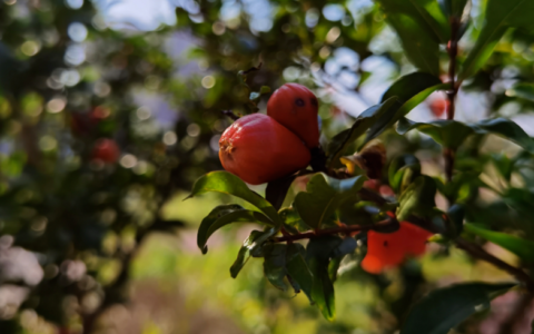 赞美5月的诗句（形容五月的诗词）