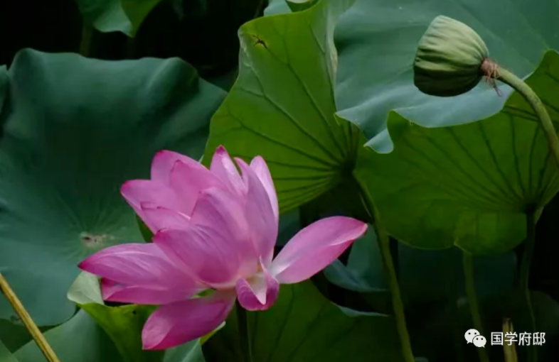 赞美5月的诗句（形容五月的诗词）