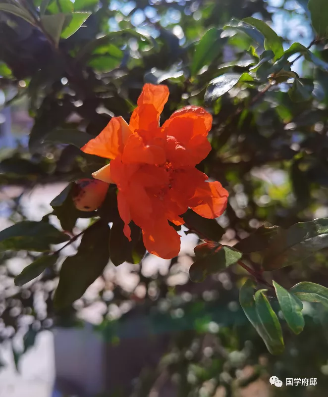 赞美5月的诗句（形容五月的诗词）