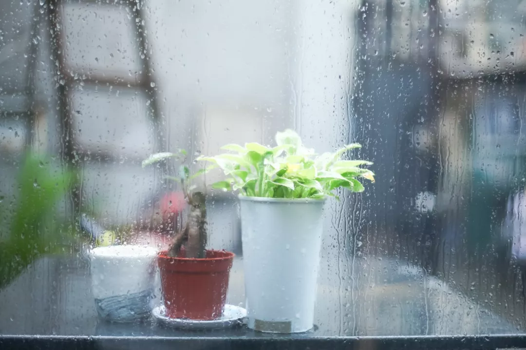 夏雨的诗句美好古诗（关于落雨的秋的唯美诗句）