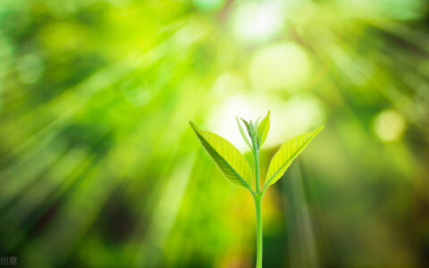 植物的现代诗歌（关于植物的现代诗短诗）