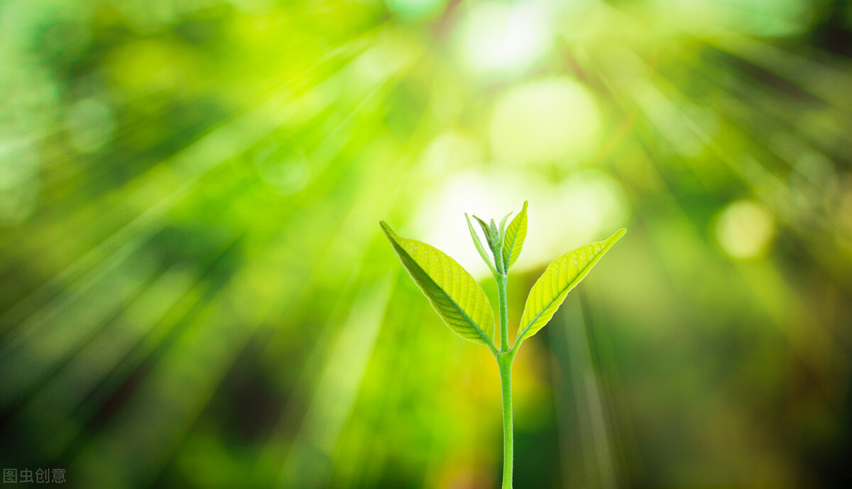 植物的现代诗歌（关于植物的现代诗短诗）