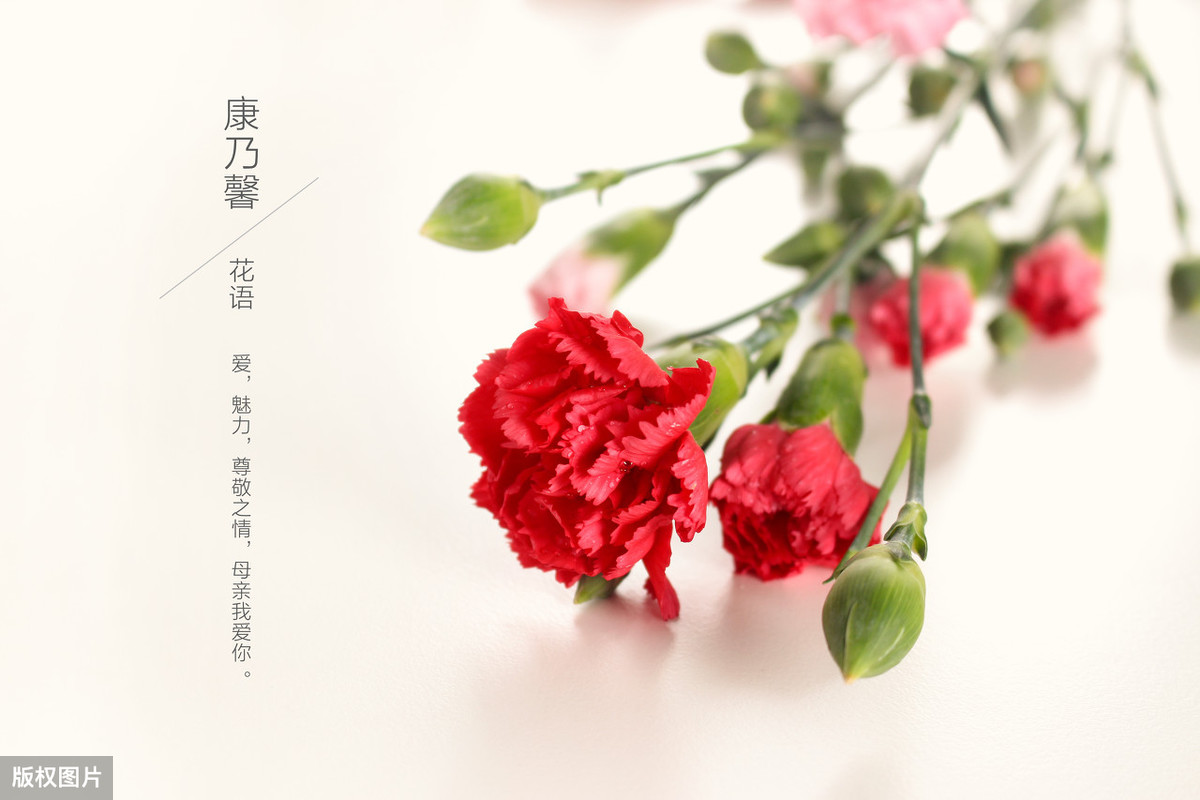 感恩母亲的诗句古诗（感恩母亲的古诗十首）