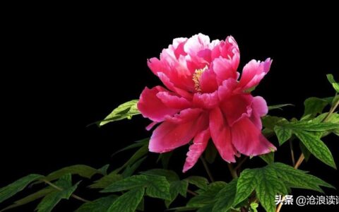 牡丹诗词大全五言律诗（关于牡丹的诗句大全）