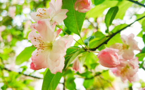 李清照经典诗词爱情（李清照最有名的三首诗）