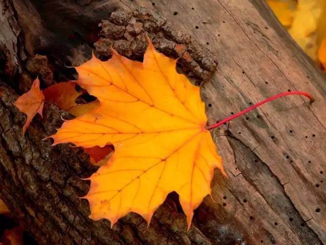 朱自清匆匆原文阅读（关于匆匆全文欣赏）