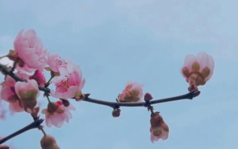 村居的诗意详解（村居的诗意和赏析）