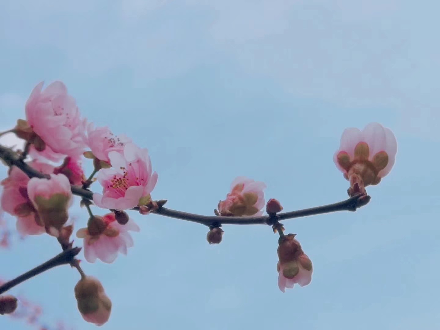 村居的诗意详解（村居的诗意和赏析）