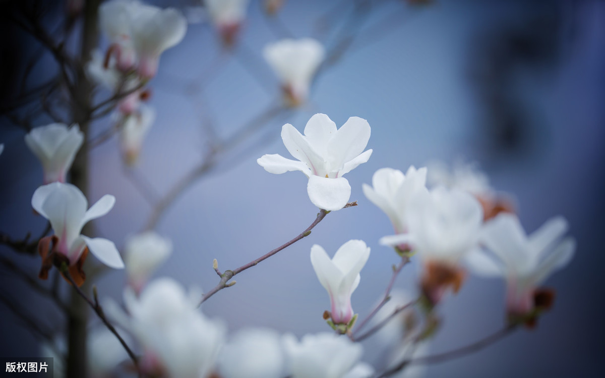 风烟俱净出自哪里（风烟俱净,天山共色的翻译赏析）