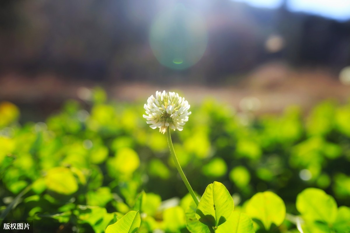 风烟俱净出自哪里（风烟俱净,天山共色的翻译赏析）