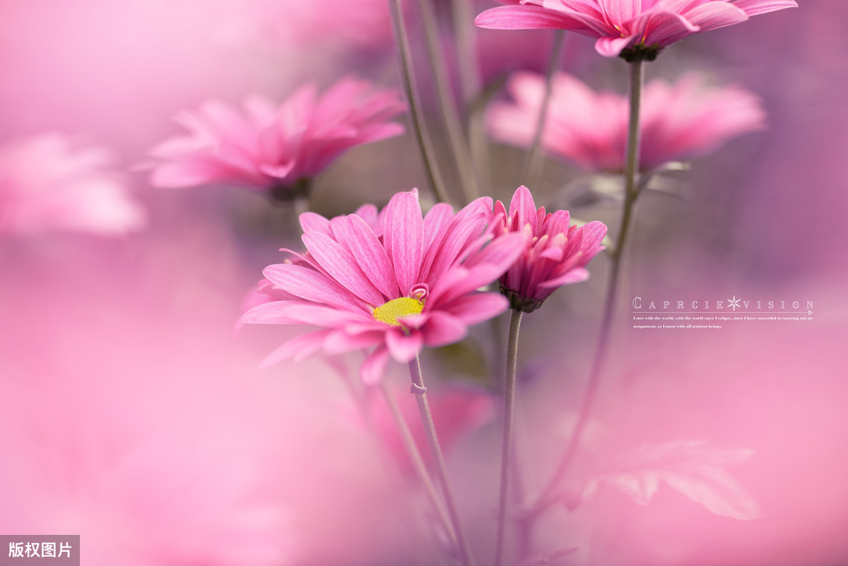 风烟俱净出自哪里（风烟俱净,天山共色的翻译赏析）