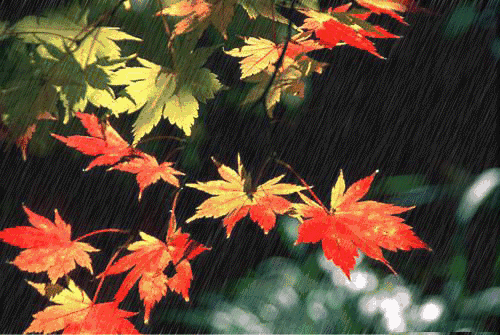 下雨天的诗句有哪些（下雨天意境很美的诗句）