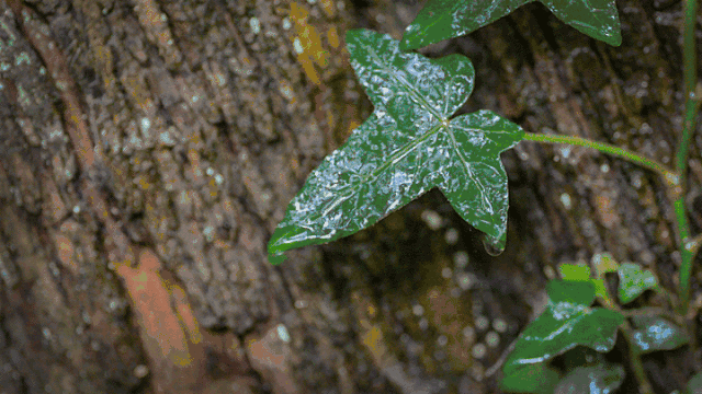 下雨天的诗句有哪些（下雨天意境很美的诗句）