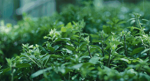 下雨天的诗句有哪些（下雨天意境很美的诗句）