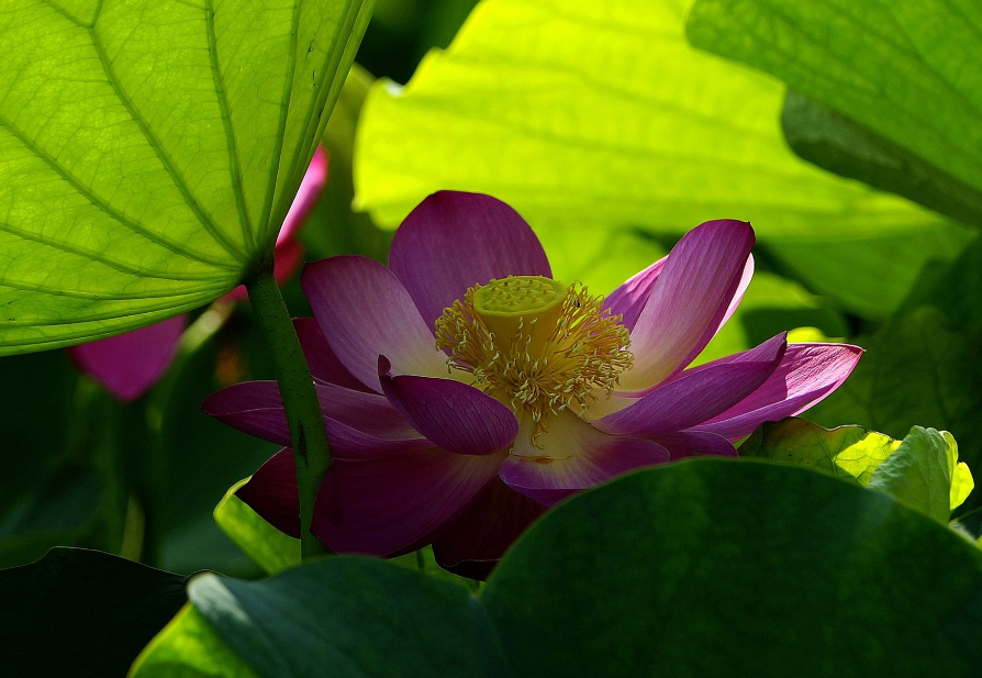 关于荷叶的诗句有哪些（赞美荷花的品格有名古诗）