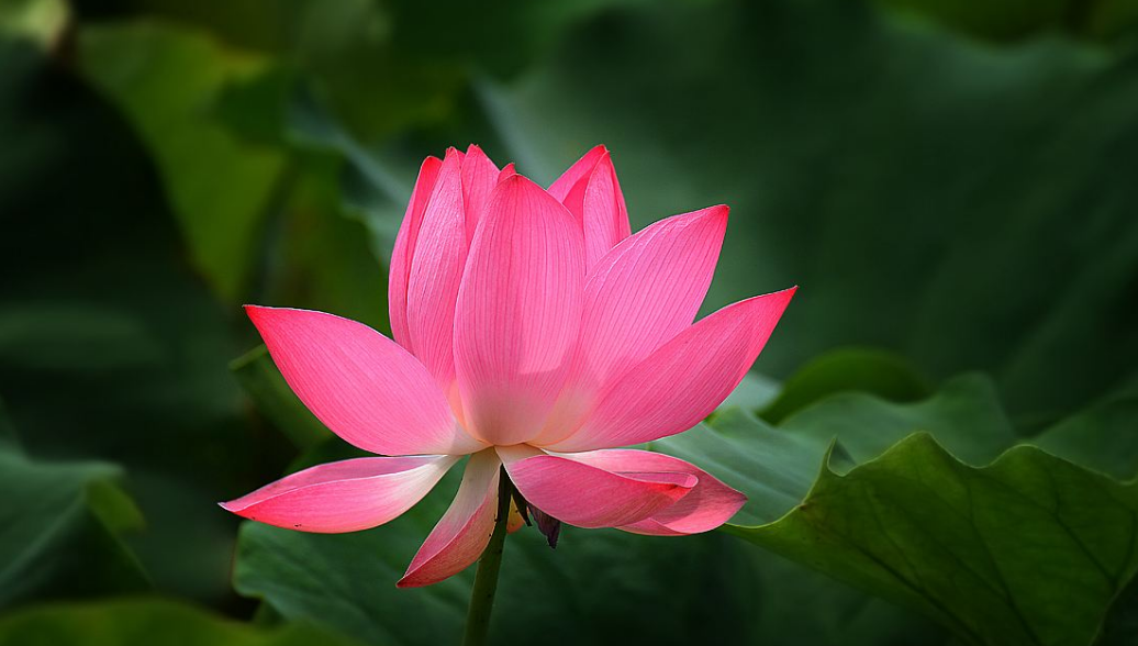 关于荷叶的诗句有哪些（赞美荷花的品格有名古诗）