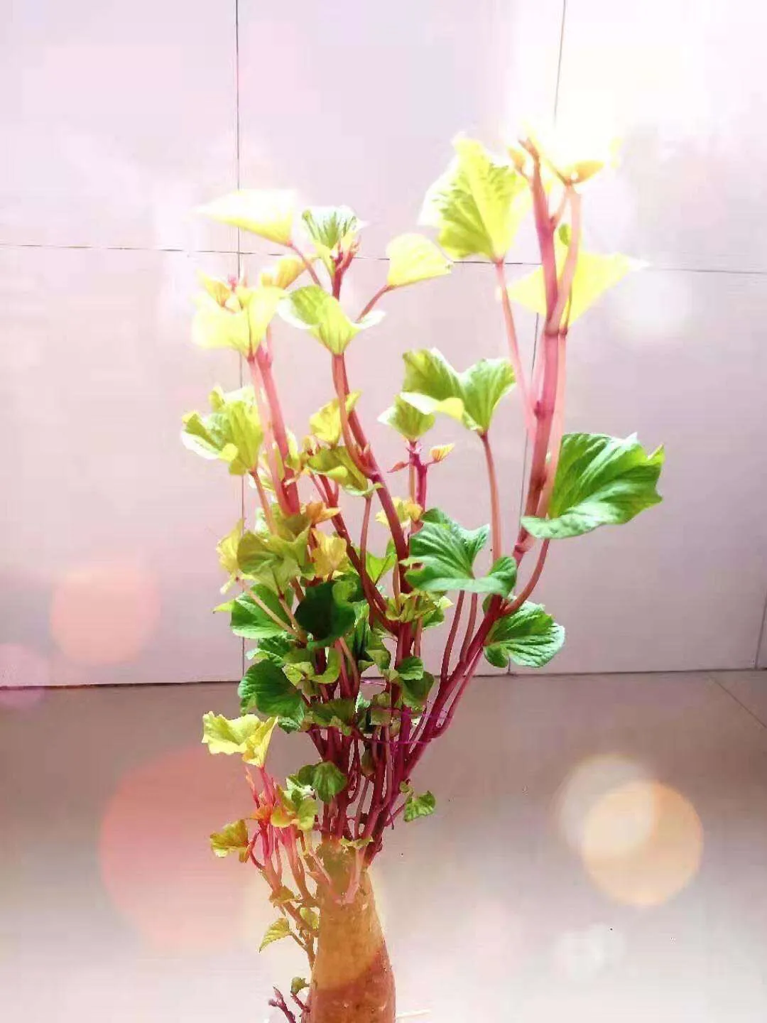 闺意献张水部古诗翻译（闺意献张水部全文赏析）