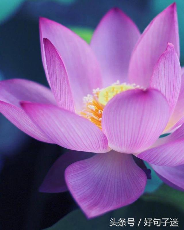 一句佛语点透人生（经典正能量修心的句子）