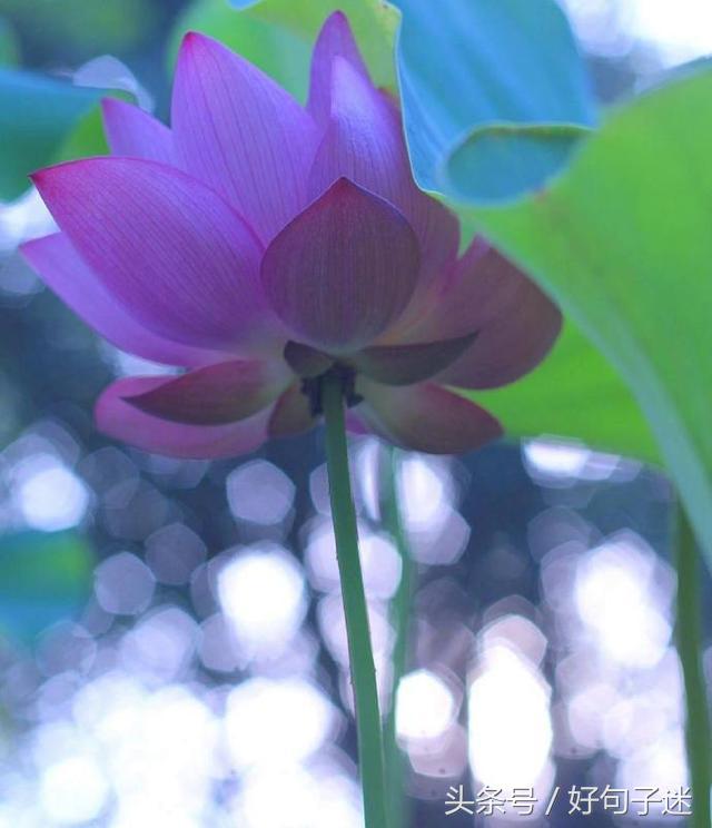 一句佛语点透人生（经典正能量修心的句子）