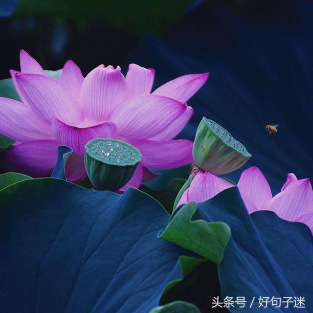 一句佛语点透人生（经典正能量修心的句子）