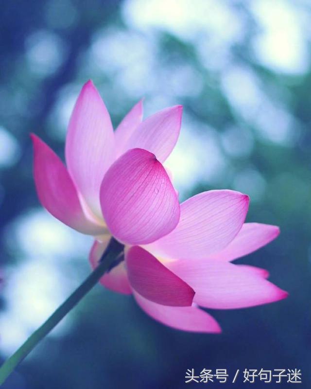 一句佛语点透人生（经典正能量修心的句子）