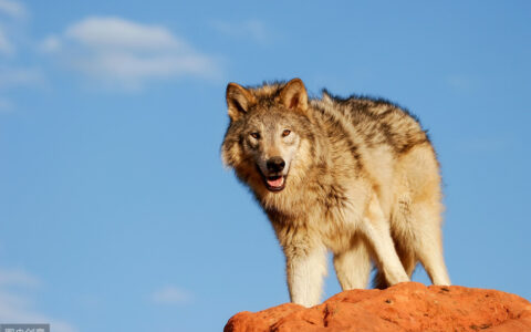 带狼的四字成语有哪些（关于狼的成语大全）