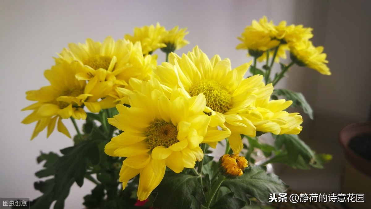 关于生日有内涵的诗句大全（适合过生日发的诗句）