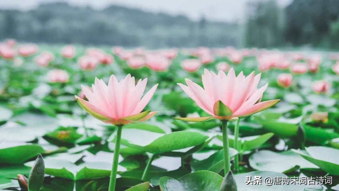 形容四季的句子唯美（关于四季的优美短句）