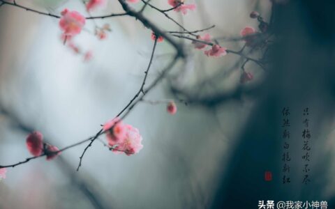 梅花古诗词带拼音意思（拼音版梅花古诗赏析）