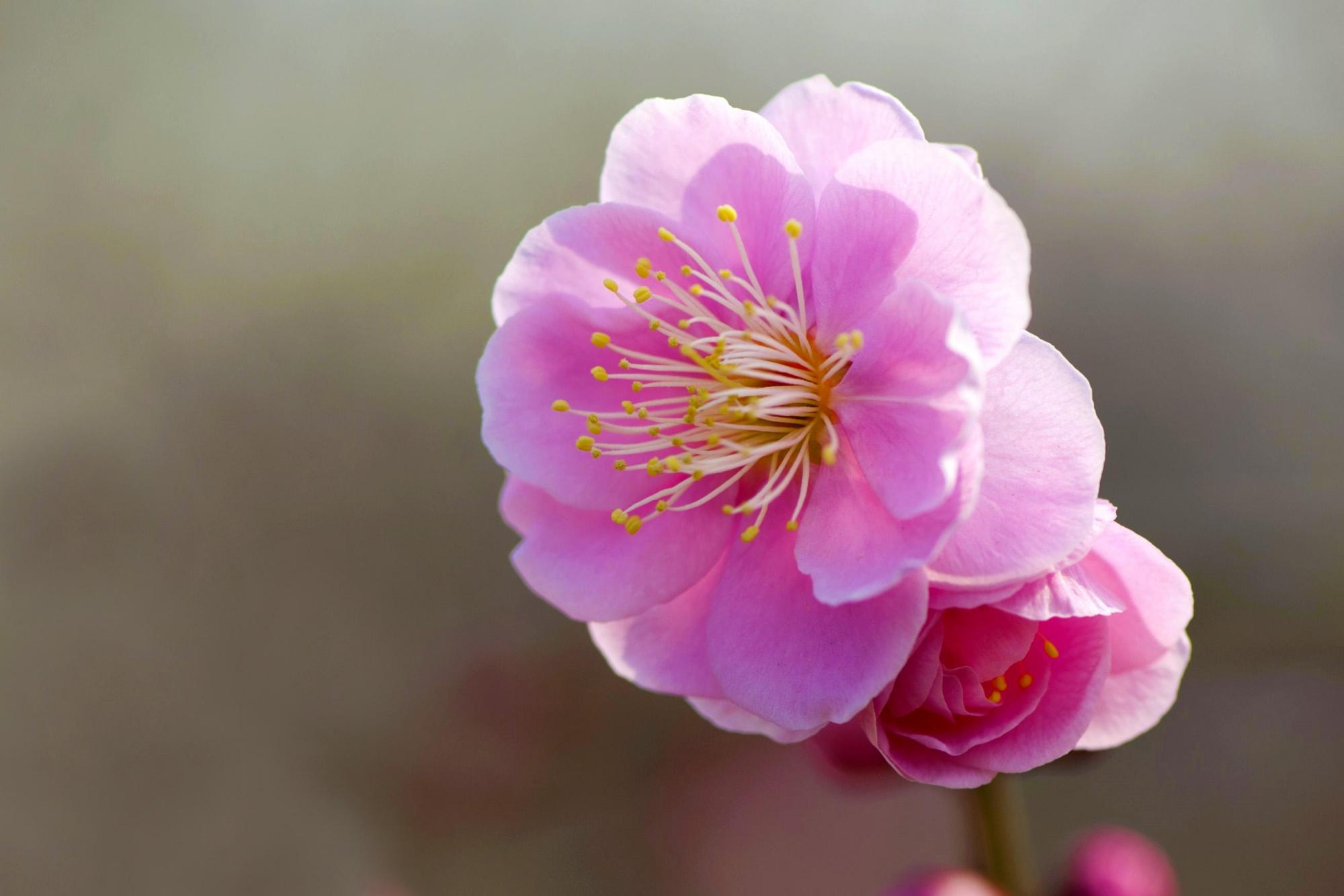 梅花诗句最出名诗句（最经典的梅花诗分享）