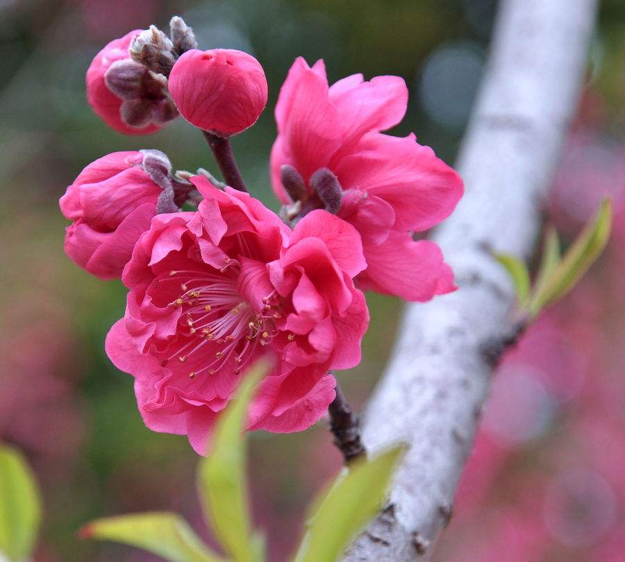 梅花诗句最出名诗句（最经典的梅花诗分享）