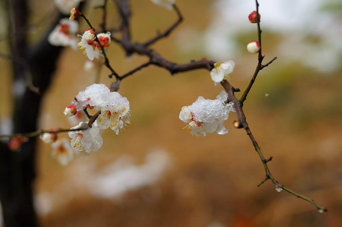 梅花诗句最出名诗句（最经典的梅花诗分享）