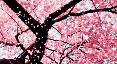 描写桃花的诗句古诗（关于桃花最出名的诗句）