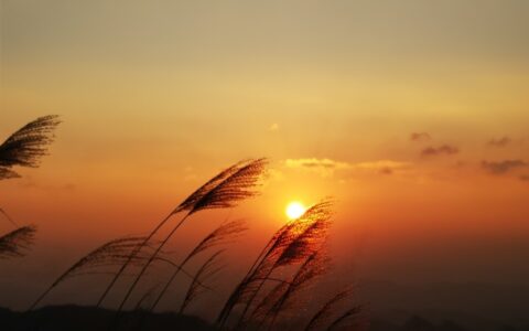 岁月静好下一句是什么（关于岁月静好的完整诗句）