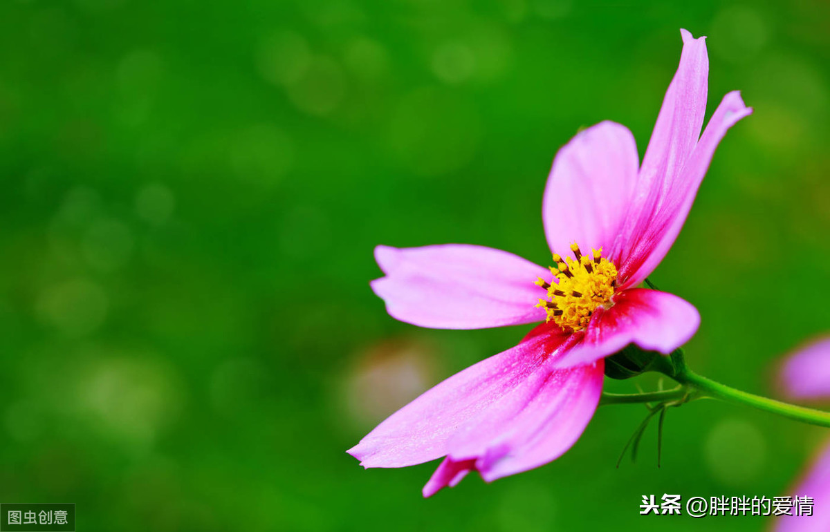 岁月静好下一句是什么（关于岁月静好的完整诗句）
