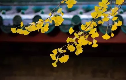 饮酒的诗句经典（关于酒的诗句经典语录）