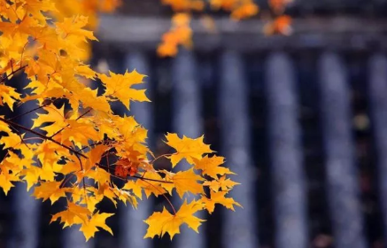 饮酒的诗句经典（关于酒的诗句经典语录）