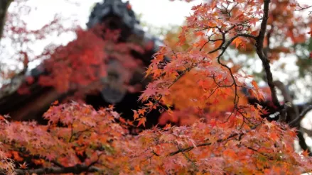 饮酒的诗句经典（关于酒的诗句经典语录）