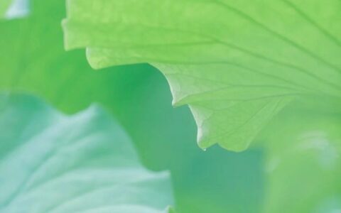 描写荷花的文章（写荷花的优美句子）