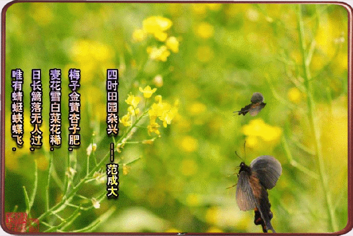 范成大的诗小学内容（范成大古诗60首诗）