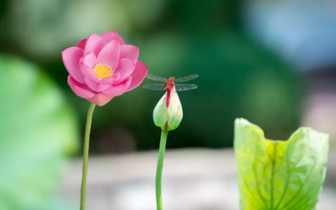 汉字古诗有哪些（描写中国汉字的古诗欣赏）