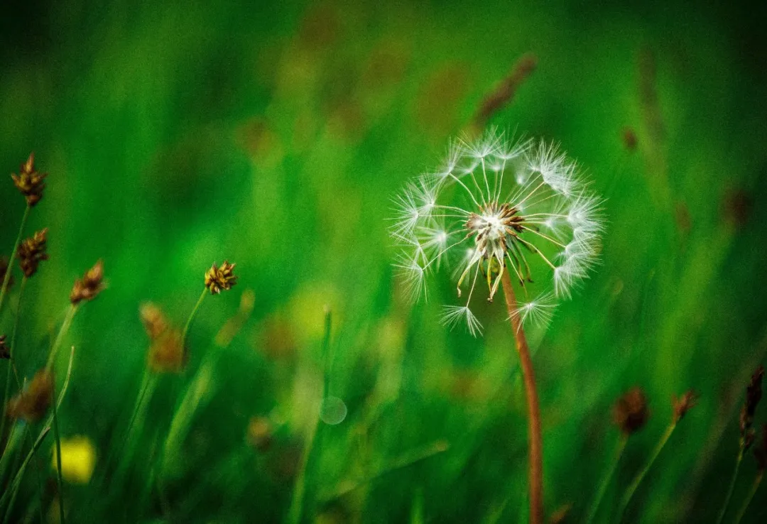 有关三月的诗句唯美（赞美三月花开的诗句）