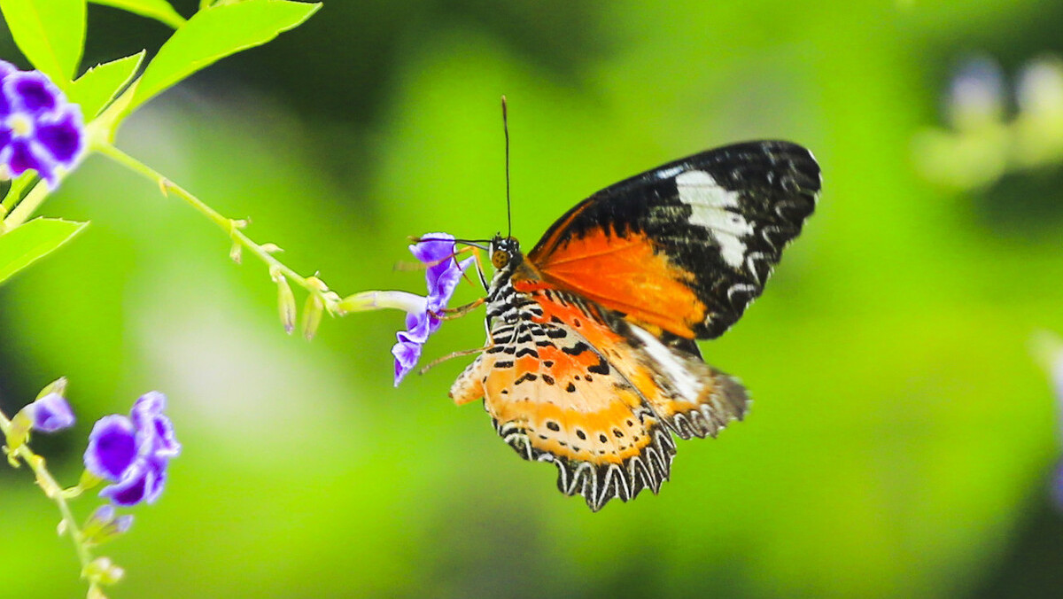 蝴蝶的诗句有哪些（赞美蝴蝶的经典短句）
