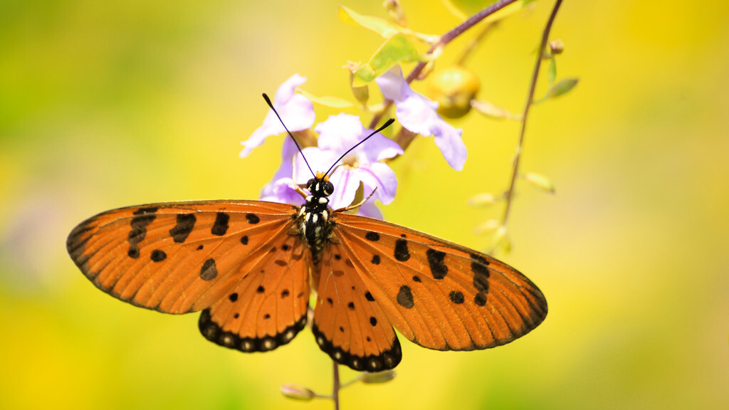 蝴蝶的诗句有哪些（赞美蝴蝶的经典短句）
