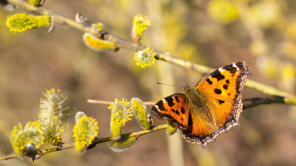 蝴蝶的诗句有哪些（赞美蝴蝶的经典短句）