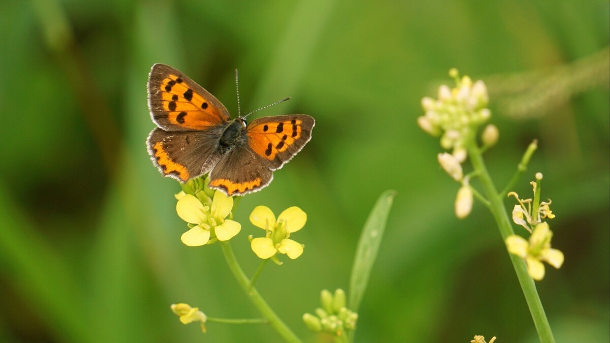 蝴蝶的诗句有哪些（赞美蝴蝶的经典短句）