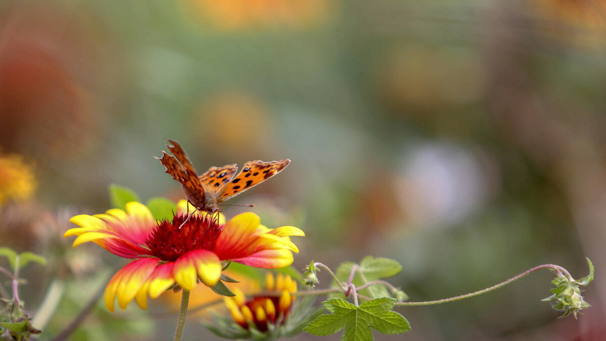 蝴蝶的诗句有哪些（赞美蝴蝶的经典短句）
