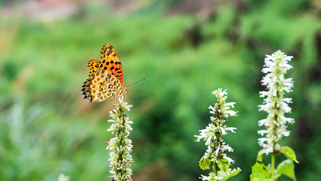 蝴蝶的诗句有哪些（赞美蝴蝶的经典短句）